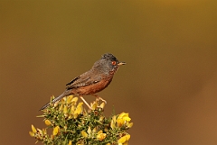 David Plant Photography - Wildlife Photography - Dartford warbler - C
